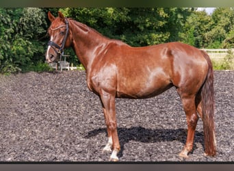 Hannoveraan, Merrie, 15 Jaar, 170 cm, Donkere-vos