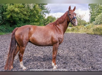 Hannoveraan, Merrie, 15 Jaar, 170 cm, Donkere-vos