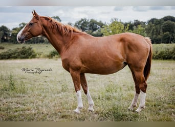 Hannoveraan, Merrie, 15 Jaar, 170 cm, Vos