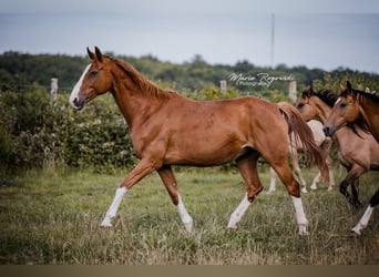 Hannoveraan, Merrie, 15 Jaar, 170 cm, Vos