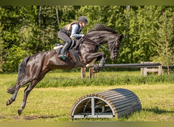 Hannoveraan, Merrie, 15 Jaar, 170 cm, Zwart