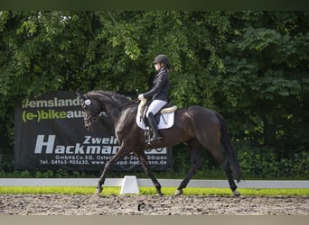 Hannoveraan, Merrie, 15 Jaar, 170 cm, Zwart