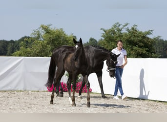 Hannoveraan, Merrie, 15 Jaar, 170 cm, Zwart