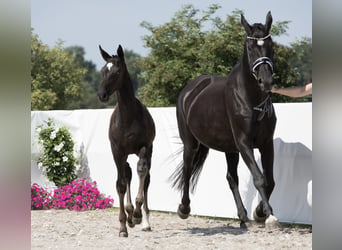 Hannoveraan, Merrie, 15 Jaar, 170 cm, Zwart