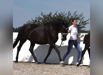 Hannoveraan, Merrie, 15 Jaar, 170 cm, Zwart