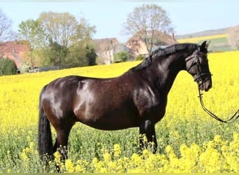 Hannoveraan, Merrie, 15 Jaar, 170 cm, Zwart