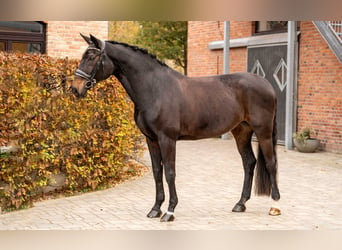 Hannoveraan, Merrie, 15 Jaar, 172 cm, Donkerbruin