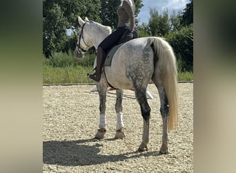 Hannoveraan, Merrie, 15 Jaar, 175 cm, Appelschimmel