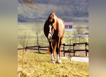 Hannoveraan, Merrie, 15 Jaar, 179 cm, Donkere-vos