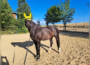Hannoveraan, Merrie, 16 Jaar, 160 cm, Zwartbruin