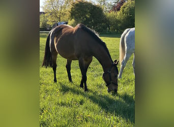 Hannoveraan, Merrie, 16 Jaar, 164 cm, Bruin