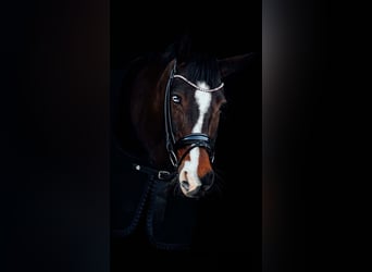 Hannoveraan, Merrie, 16 Jaar, 165 cm, Donkerbruin