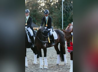 Hannoveraan, Merrie, 16 Jaar, 165 cm, Donkerbruin