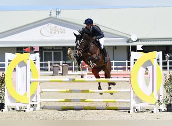 Hannoveraan, Merrie, 16 Jaar, 165 cm, Donkerbruin