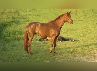Hannoveraan, Merrie, 16 Jaar, 165 cm, Donkere-vos