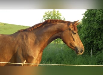 Hannoveraan, Merrie, 16 Jaar, 165 cm, Donkere-vos