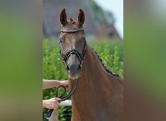 Hannoveraan, Merrie, 16 Jaar, 165 cm, Donkere-vos