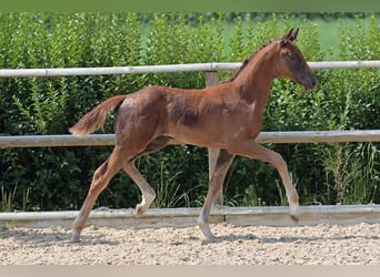 Hannoveraan, Merrie, 16 Jaar, 165 cm, Donkere-vos