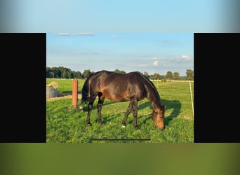 Hannoveraan, Merrie, 16 Jaar, 166 cm, Donkerbruin