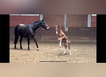 Hannoveraan, Merrie, 16 Jaar, 166 cm, Donkerbruin