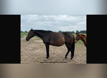 Hannoveraan, Merrie, 16 Jaar, 166 cm, Donkerbruin