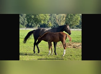 Hannoveraan, Merrie, 16 Jaar, 166 cm, Donkerbruin