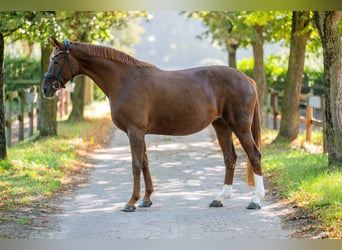 Hannoveraan, Merrie, 16 Jaar, 166 cm, Donkere-vos
