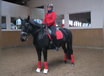 Hannoveraan, Merrie, 16 Jaar, 166 cm, Zwartbruin