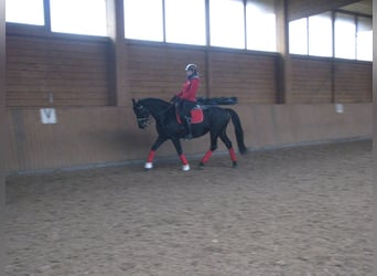 Hannoveraan, Merrie, 16 Jaar, 166 cm, Zwartbruin