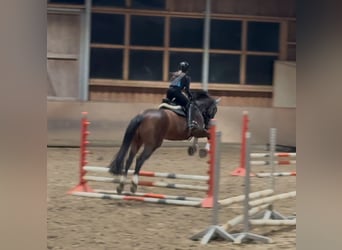 Hannoveraan, Merrie, 16 Jaar, 167 cm, Bruin