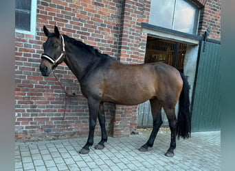 Hannoveraan, Merrie, 16 Jaar, 167 cm, Bruin