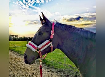 Hannoveraan, Merrie, 16 Jaar, 167 cm, Bruin