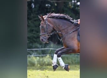 Hannoveraan, Merrie, 16 Jaar, 167 cm, Bruin