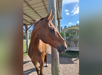 Hannoveraan, Merrie, 16 Jaar, 167 cm, Donkere-vos