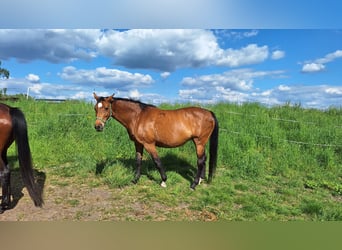 Hannoveraan, Merrie, 16 Jaar, 168 cm, Bruin