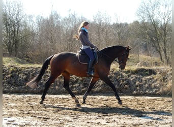 Hannoveraan, Merrie, 16 Jaar, 168 cm, Donkerbruin