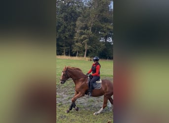 Hannoveraan, Merrie, 16 Jaar, 168 cm, Vos