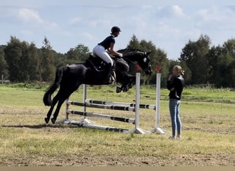Hannoveraan, Merrie, 16 Jaar, 168 cm, Zwartbruin