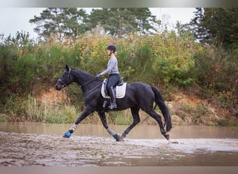 Hannoveraan, Merrie, 16 Jaar, 168 cm, Zwartbruin
