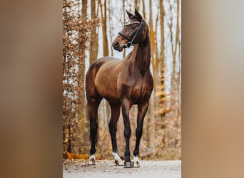 Hannoveraan, Merrie, 16 Jaar, 170 cm, Bruin