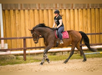 Hannoveraan, Merrie, 16 Jaar, 170 cm, Bruin