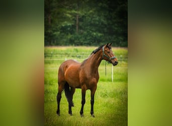 Hannoveraan, Merrie, 16 Jaar, 170 cm, Bruin