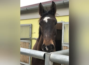 Hannoveraan, Merrie, 16 Jaar, 170 cm, Donkerbruin