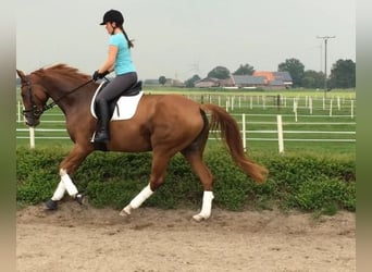 Hannoveraan, Merrie, 16 Jaar, 170 cm, Vos