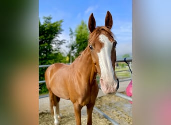 Hannoveraan, Merrie, 16 Jaar, 170 cm, Vos