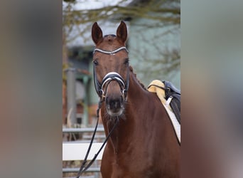 Hannoveraan, Merrie, 16 Jaar, 172 cm, Donkere-vos