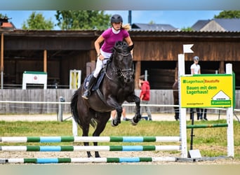 Hannoveraan, Merrie, 16 Jaar, 172 cm, Zwart
