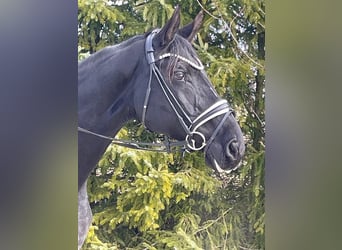 Hannoveraan, Merrie, 16 Jaar, 172 cm, Zwart