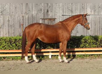 Hannoveraan, Merrie, 16 Jaar, 173 cm, Vos