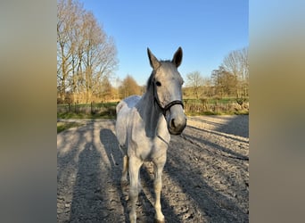 Hannoveraan, Merrie, 16 Jaar, 175 cm, Appelschimmel